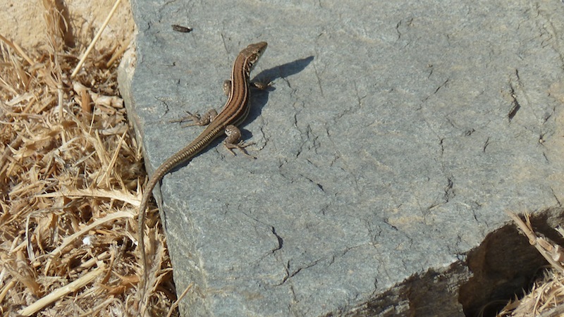 Lizard 3.JPG